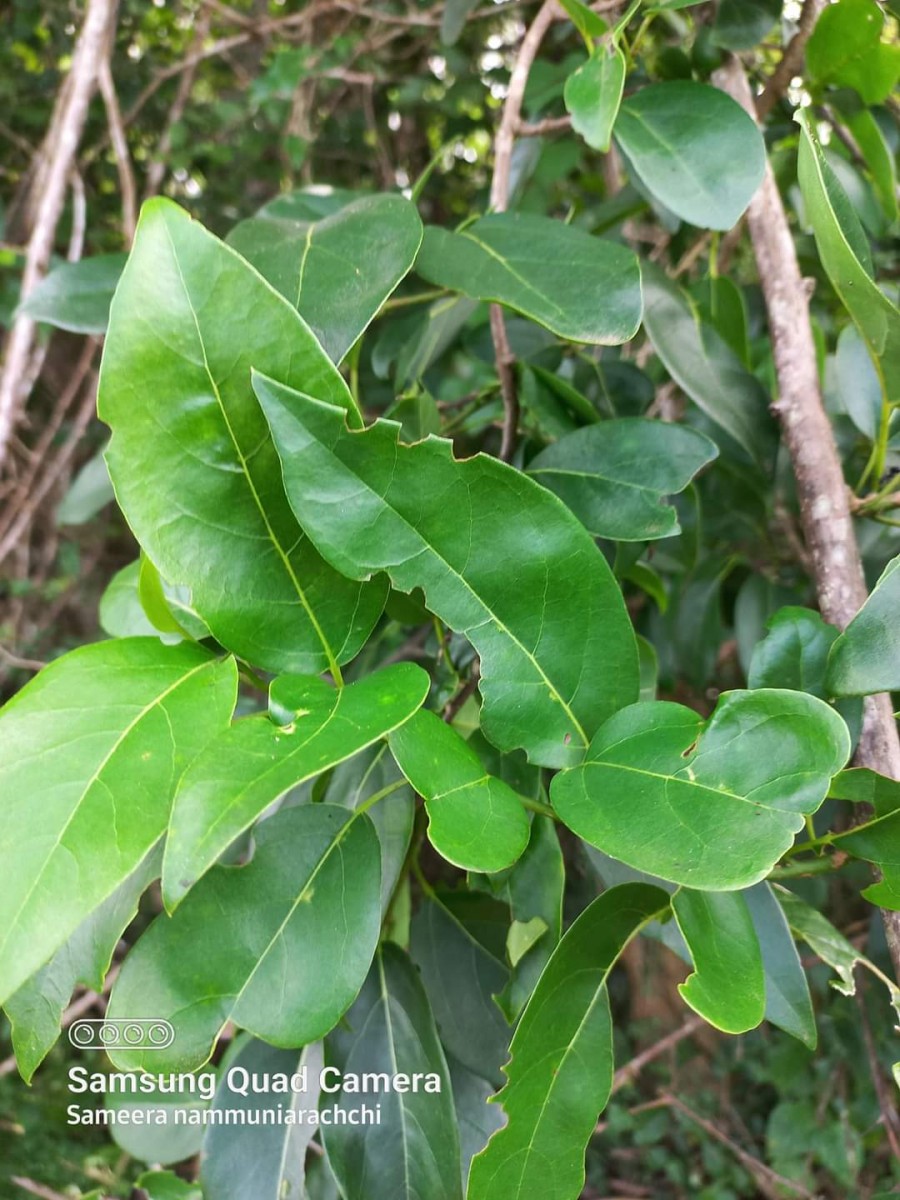 Cordia oblongifolia Thwaites
